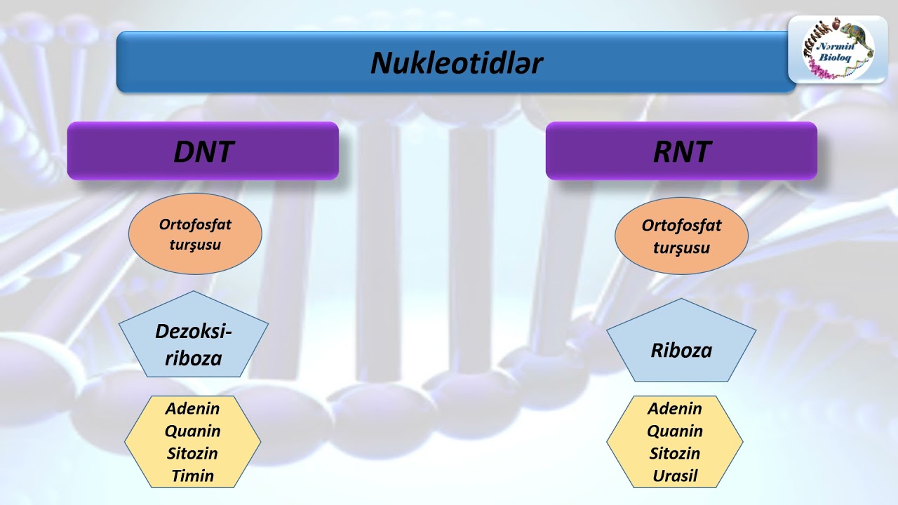 Nuklein turşuları