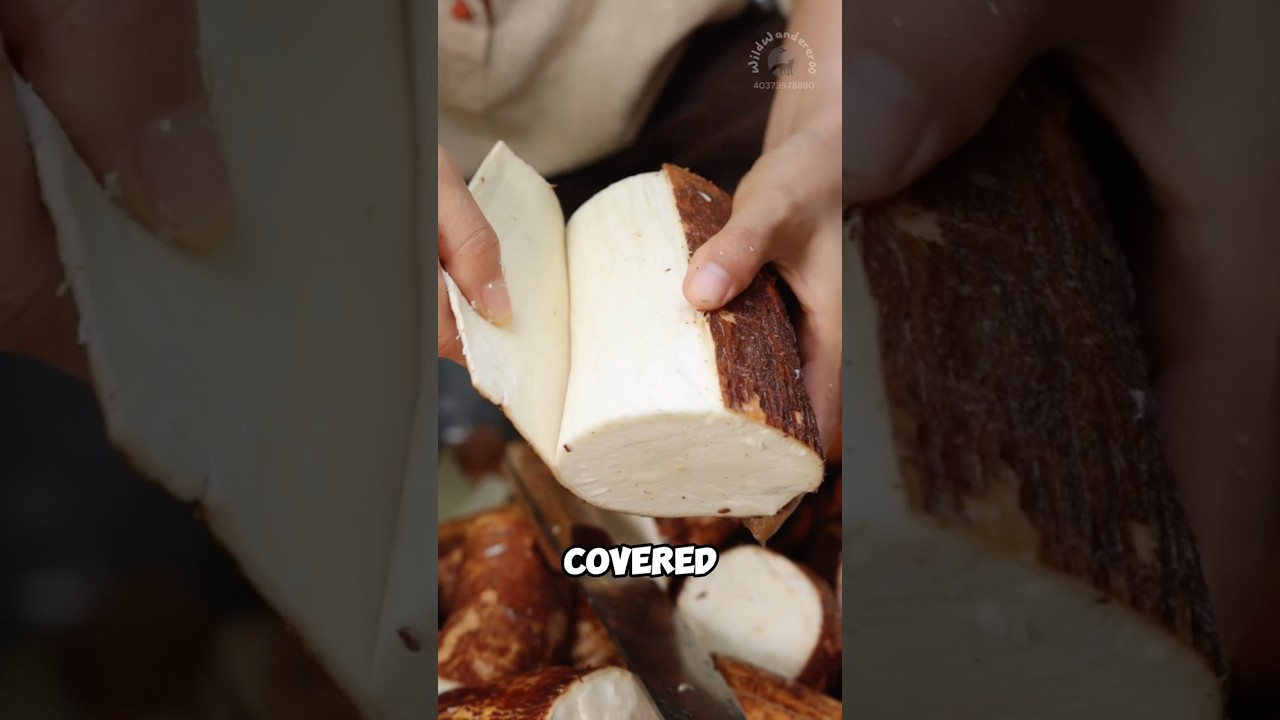 Cassava root prepared into chewy snack