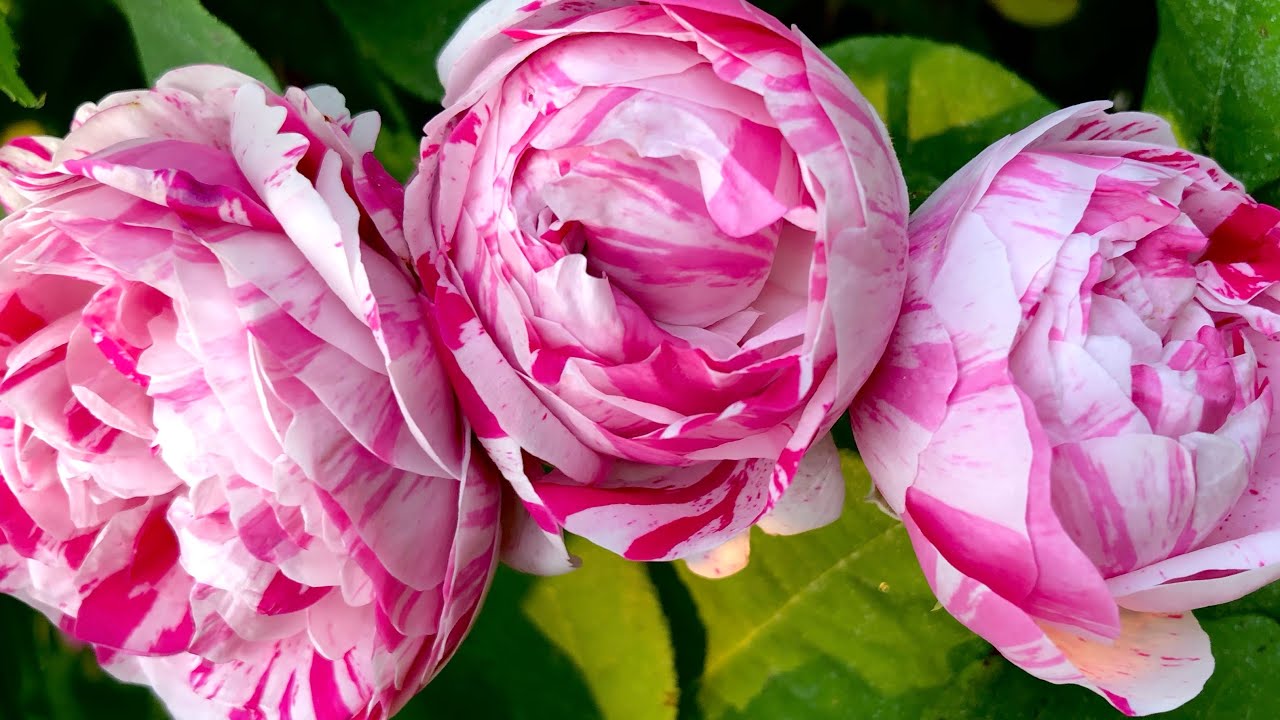 Rose collection - June 2021 🌸🌞