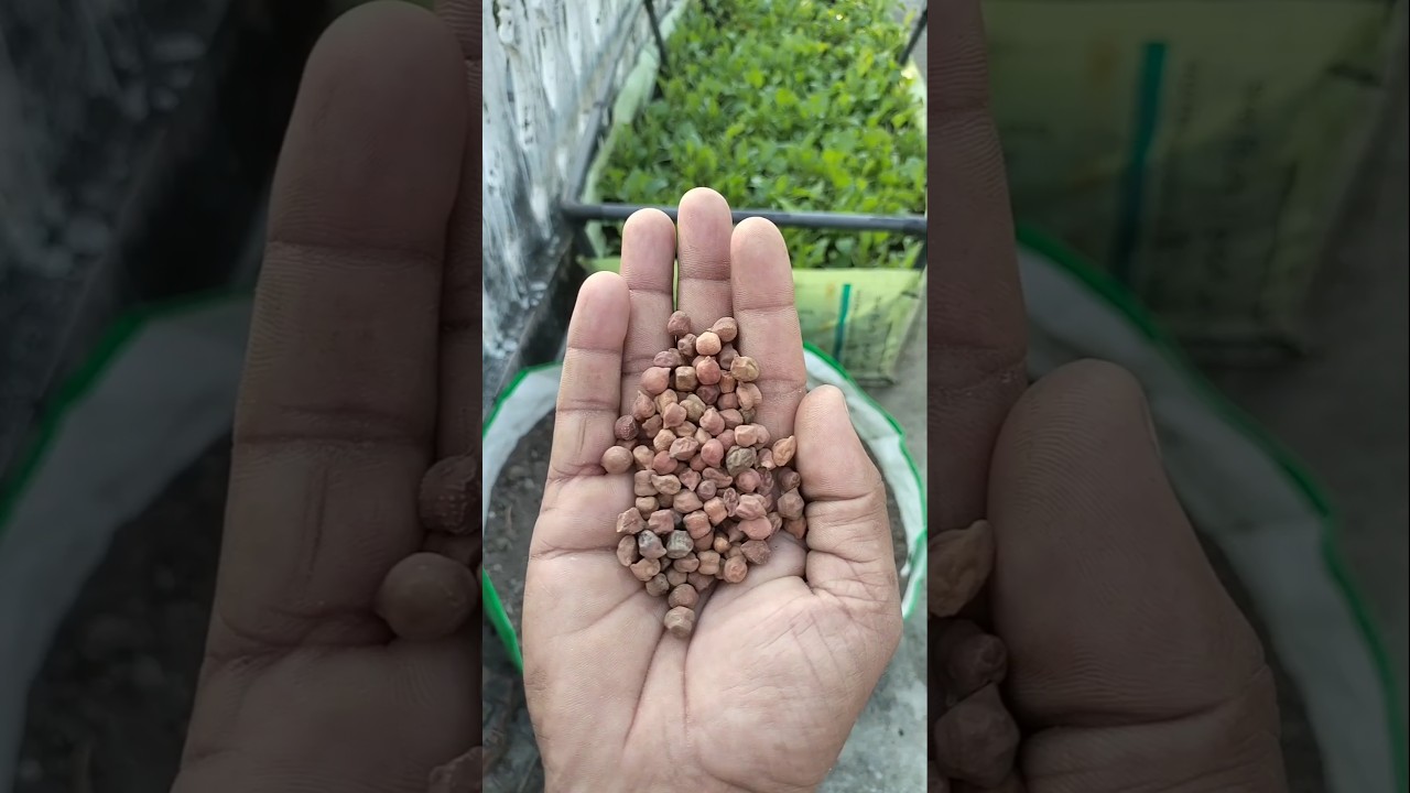 How To Grow kala chana at Home #shots #gardenplants #chana #aasaan #garden #