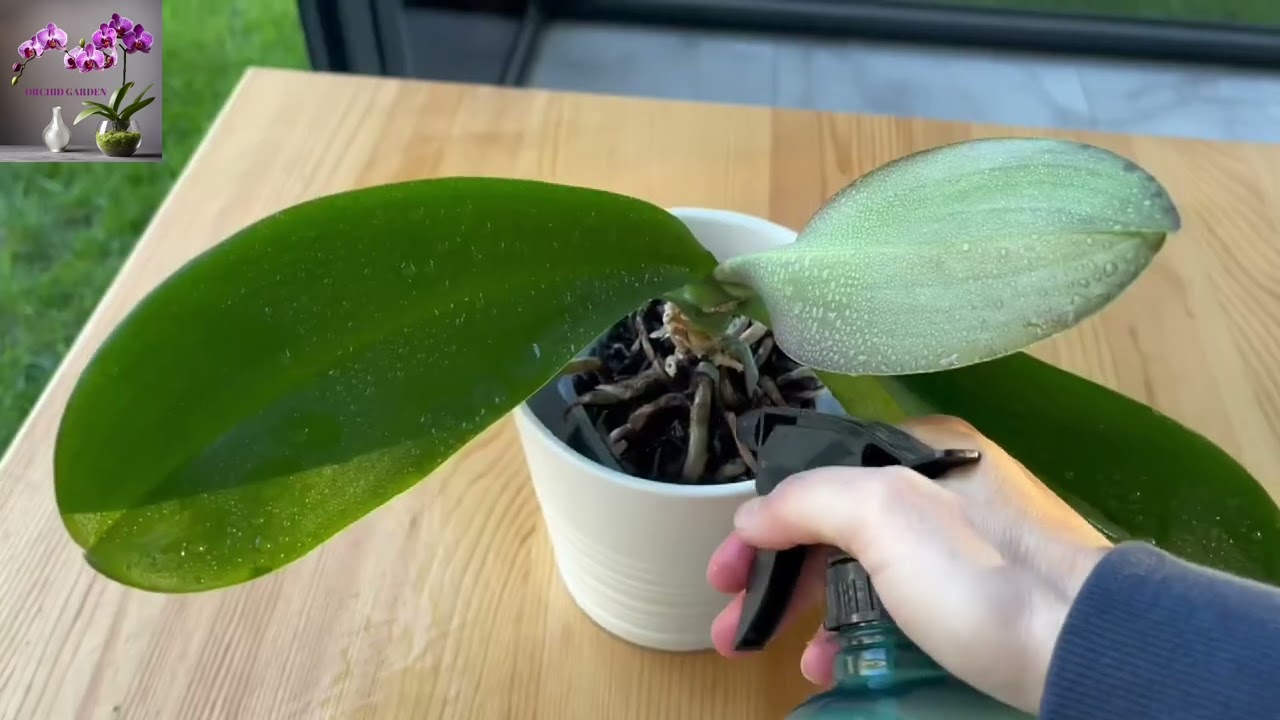 I Sprinkled This! #Orchid Suddenly revived, Grew 1001 roots and bloomed super flowers