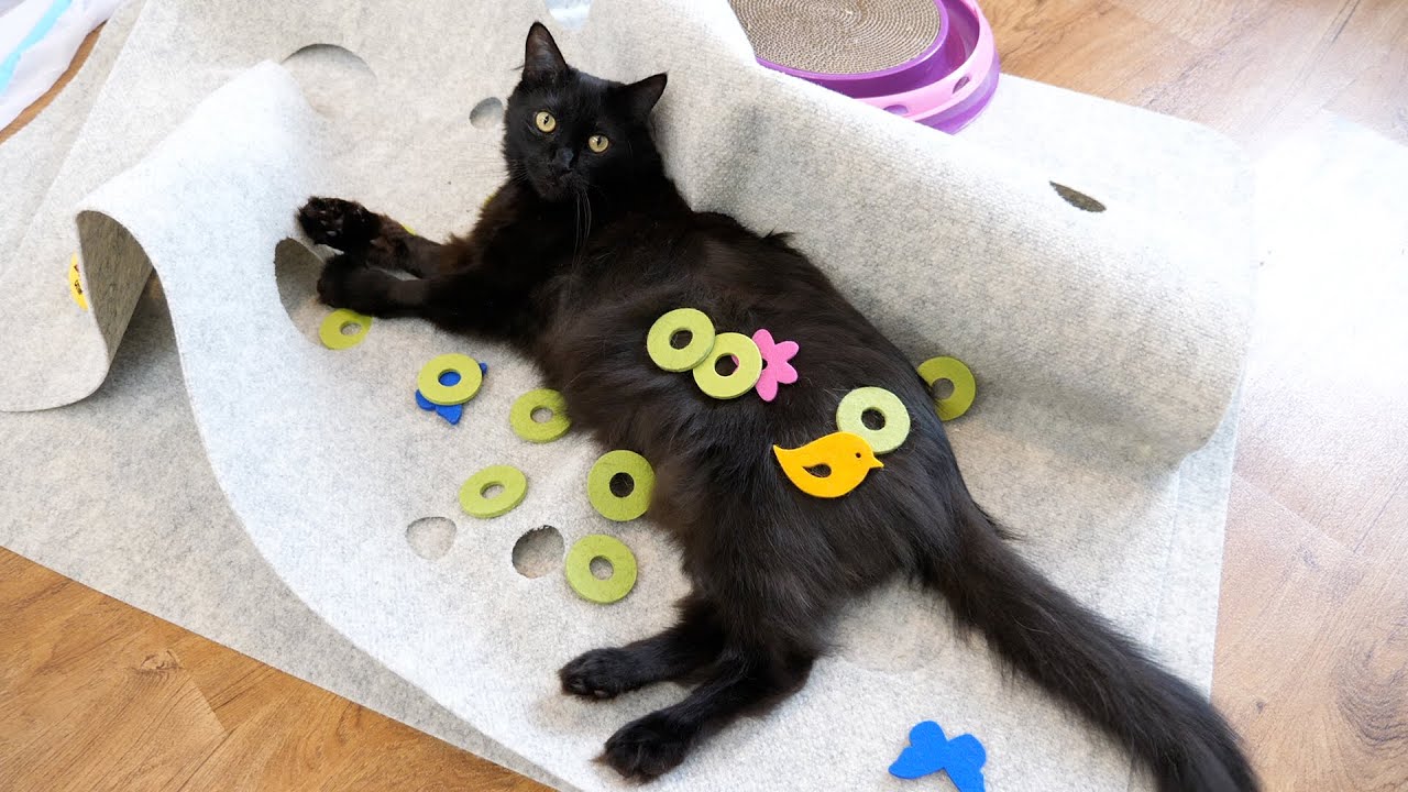 We Surprised Our Cats with Room Full of New Toys! - Cole and Marmalade