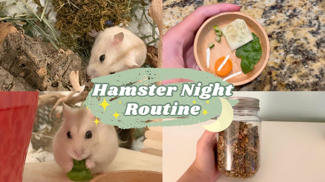 Hamster Night Routine! 🐹🌙