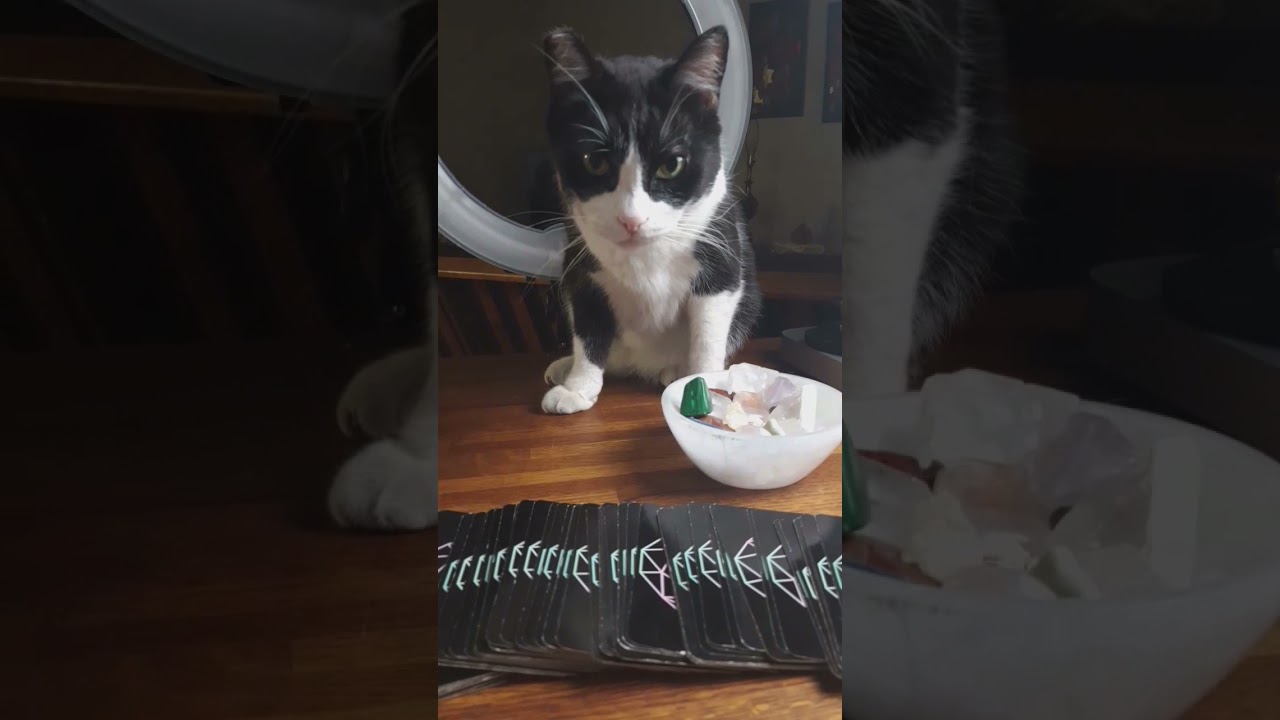 Cat Reads Tarot! (Daily Energy Check) #shorts