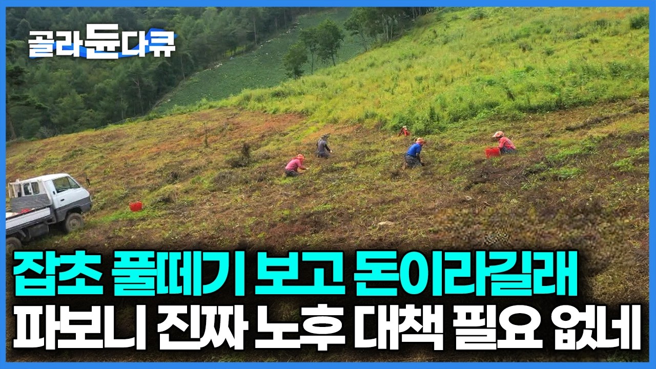 분명히 하얀 걸 심었는데 더 비싼 빨간 게 자란다. 이게 웬 떡이야! 그야말로 황금밭에서 황금이 나왔다｜ 한국기행｜#골라듄다큐