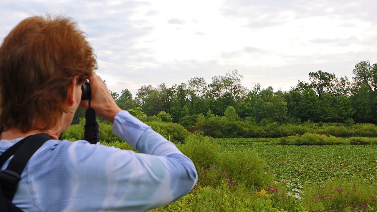 Incredible Birdwatching in Storm Drain Pond - Backyard Birding!