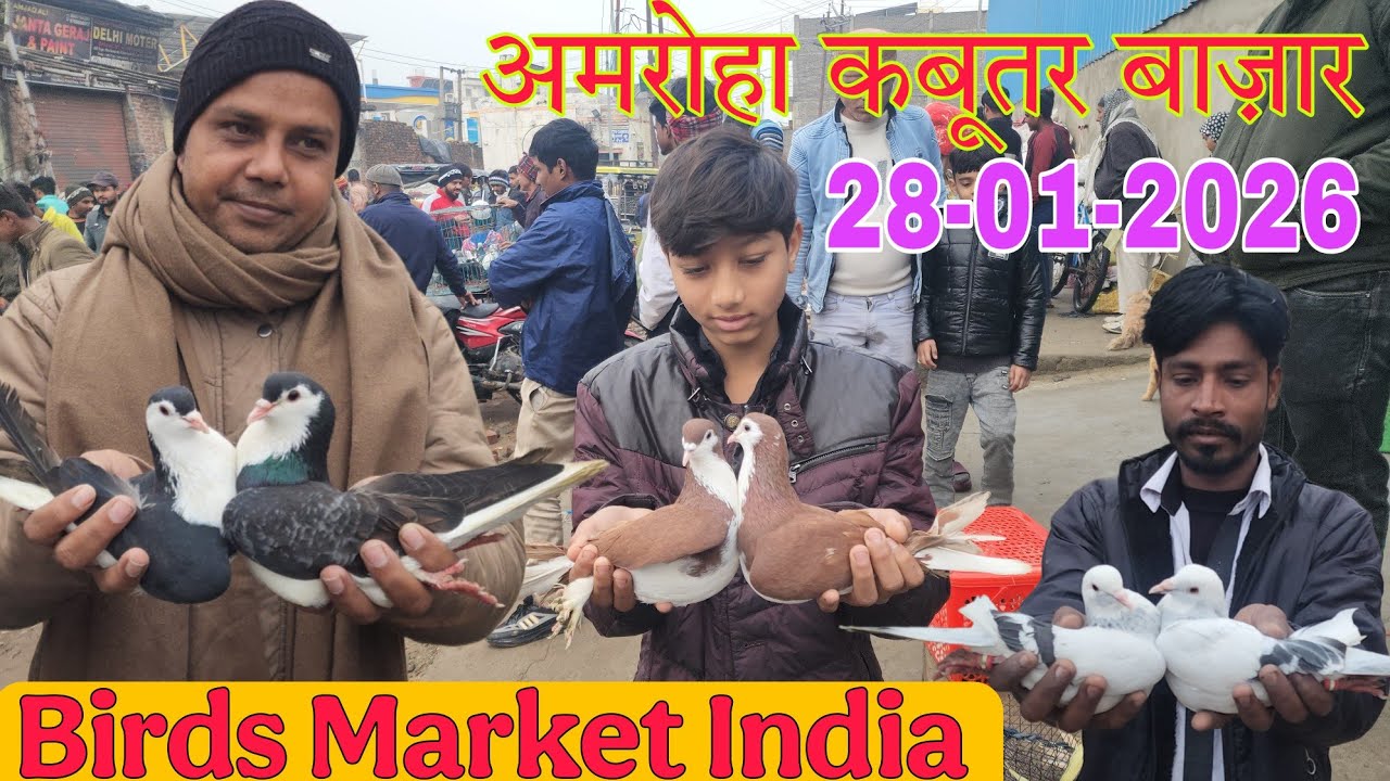 Amroha kabootar market 🕊️ 28-01-2026. अमरोहा कबूतर बाज़ार। Gola kabootar market.
