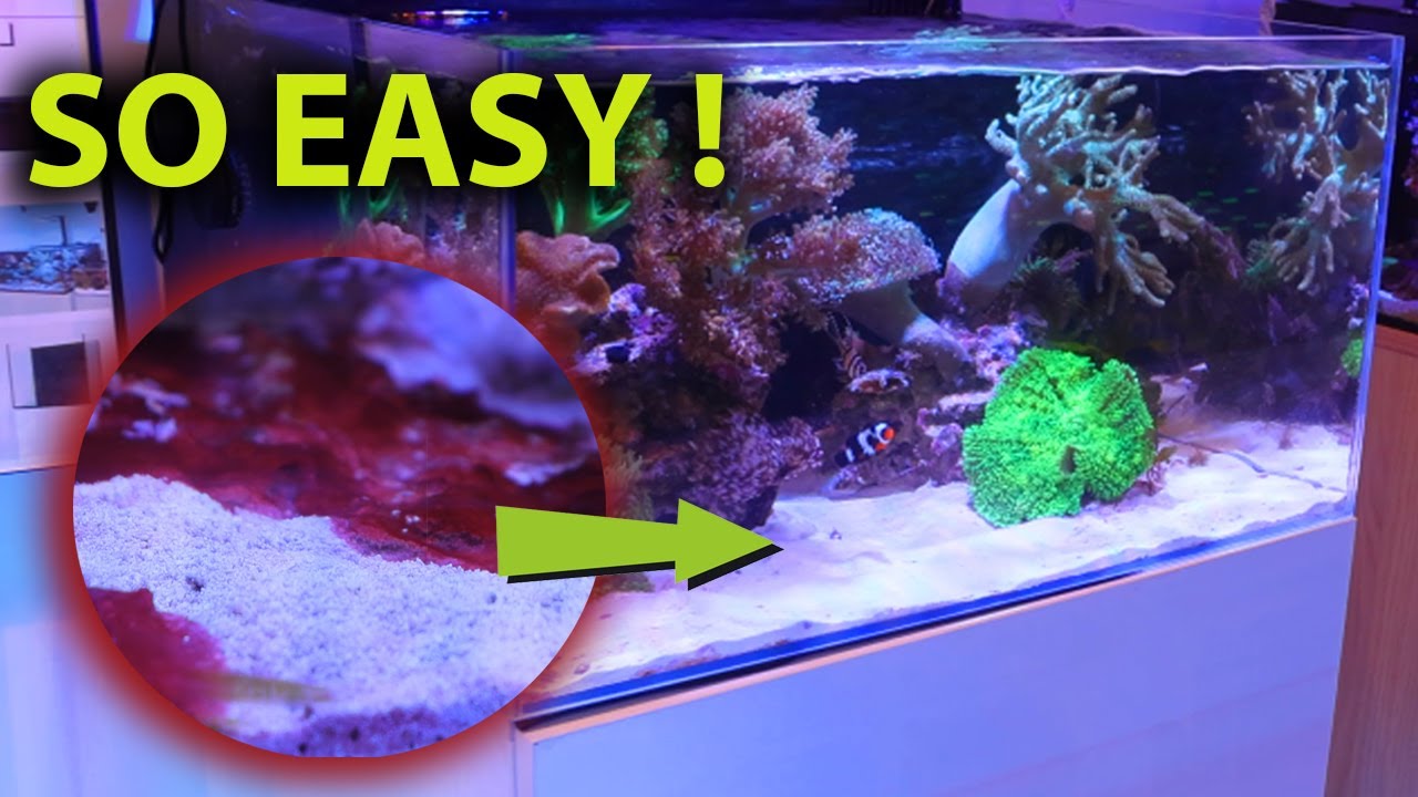 EASY trick to get rid of red cyano slime algae once and for all !