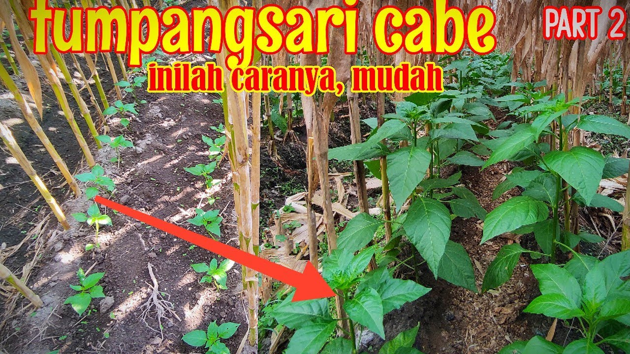 CARA MENANAM CABE TUMPANGSARI !!(PART 2) BUDIDAYA CABE RAWIT