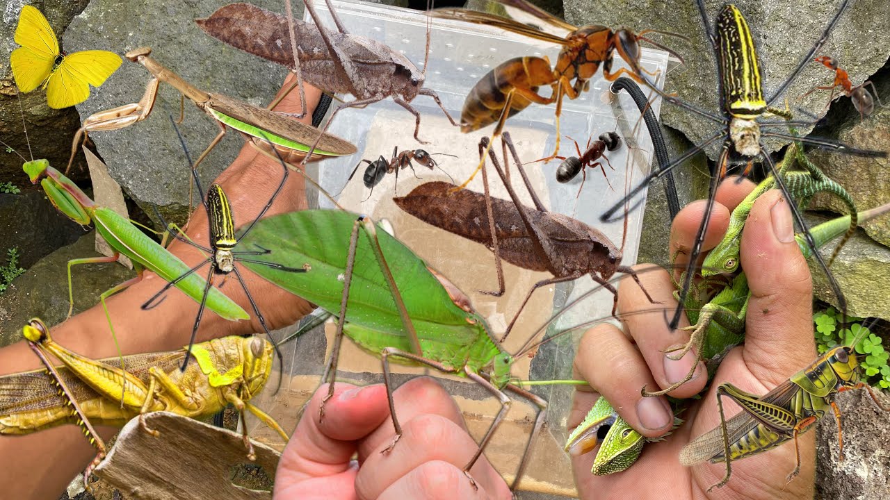 What happens when insect hunters collaborate‼️catch chameleon, grasshopper, katydid, mantis