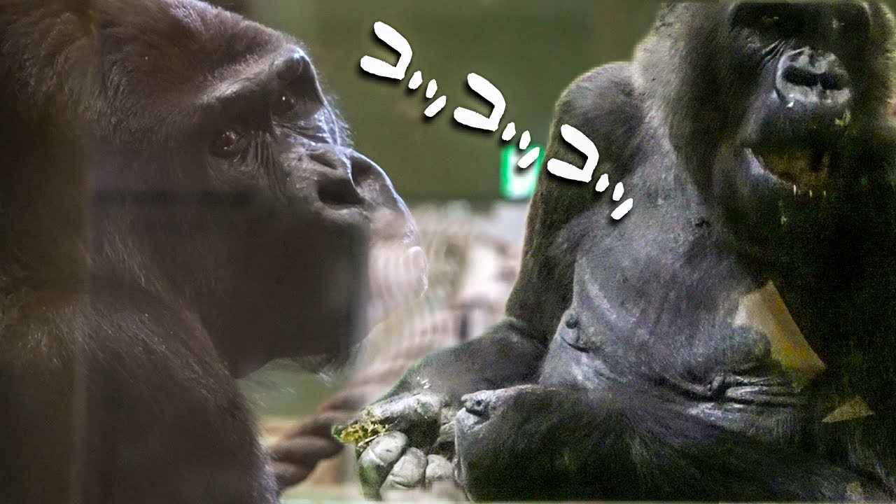 Rola gets mad at a visitor, raising her fist like human #6/7 Gorilla CHIBA ZOO 千葉市動物公園怒るゴリラローラ｜0310