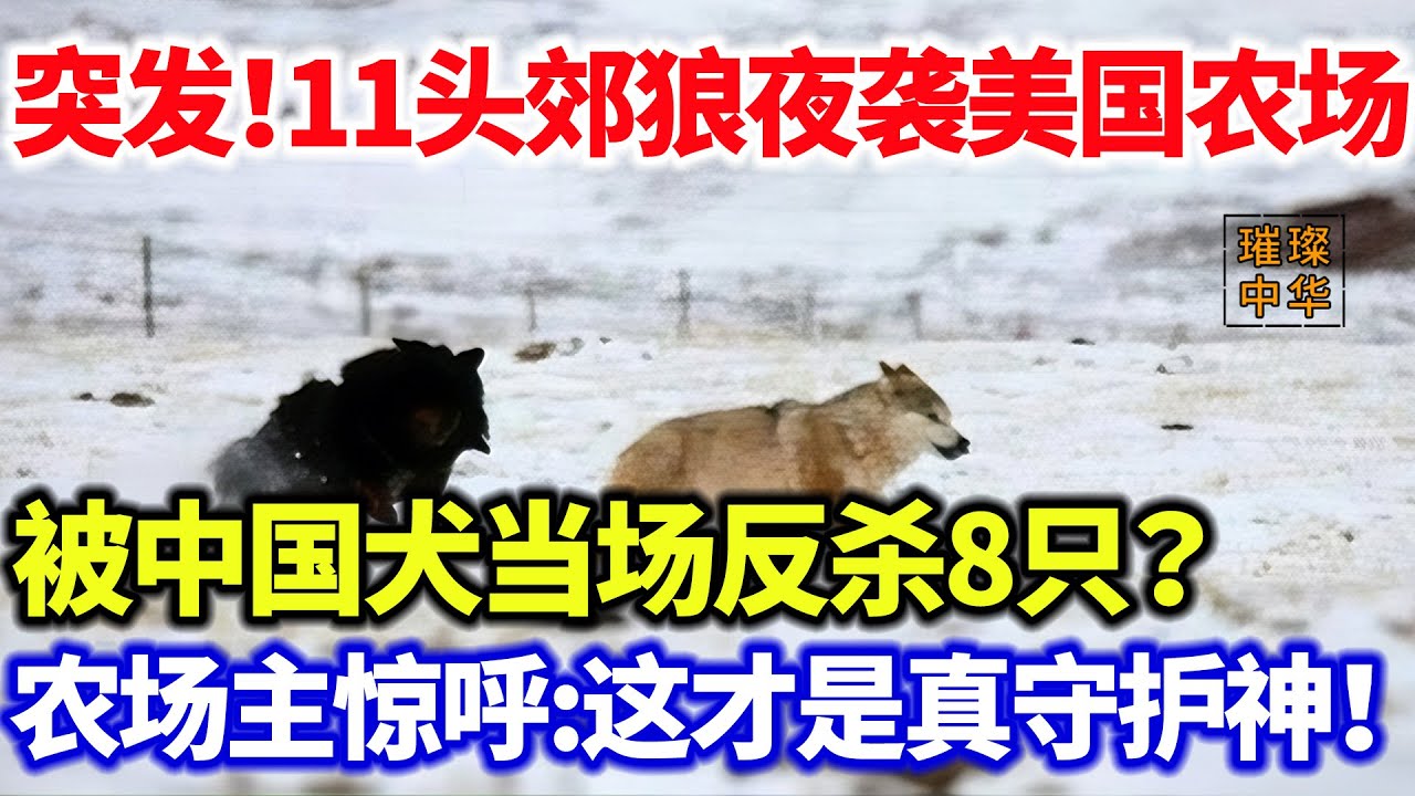 突发！11头郊狼夜袭美国农场！本土猎犬全溃败，中国犬一出场压制8只？农场主惊呼:这才是真守护神！