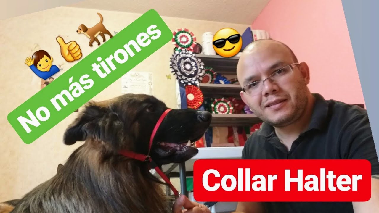 Collar HALTER 🐕 QUE ES y COMO se UTILIZA, 🙋‍♂️👍 toma el CONTROL del PASEO  sin TIRONES 🐕