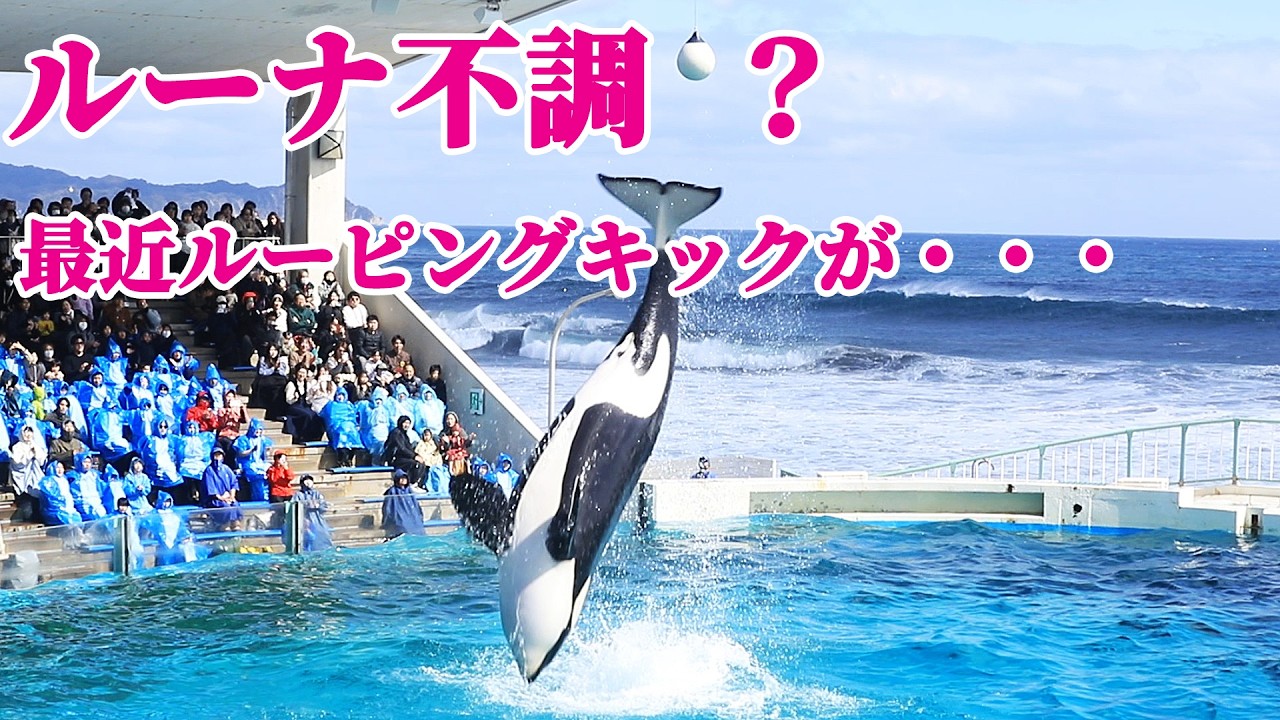 ルーナ得意のルーピングキックが・・・ルーナ不調？ 鴨川シーワールド シャチショー KamogawaSeaWorld  orca killerwhale