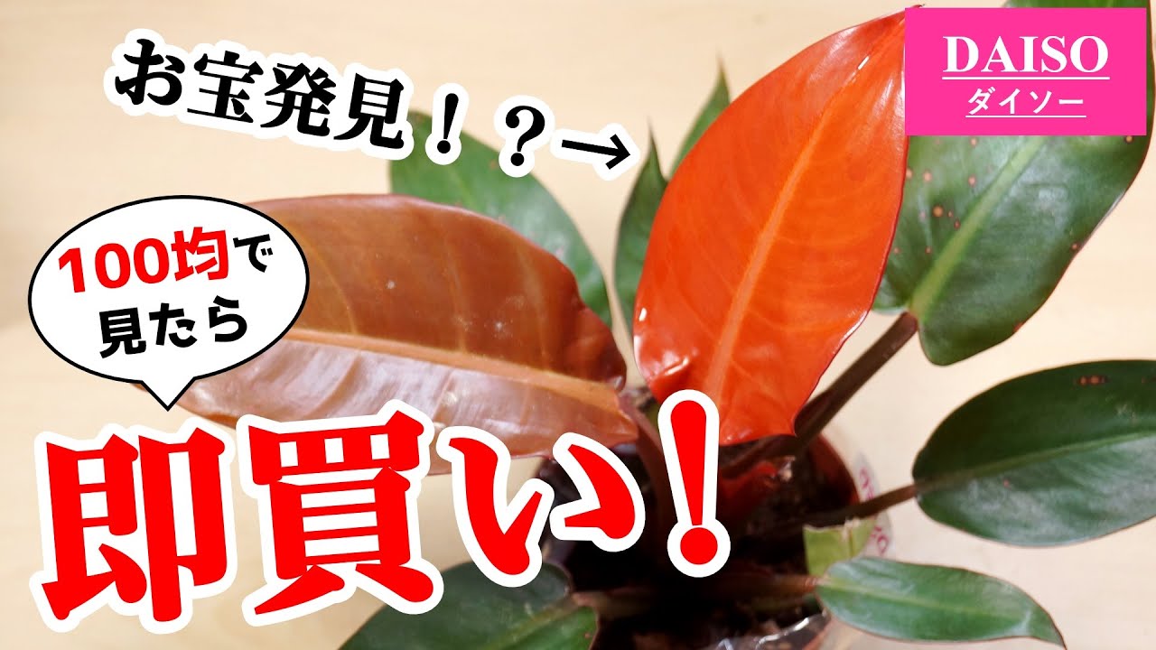 100均観葉植物のコレ、あの”高級品種”かも！？【フィロデンドロン】