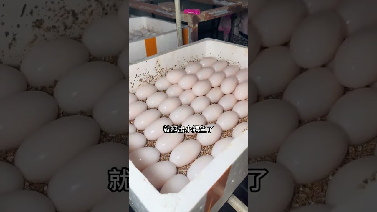 从母鳄手里掏回来的鳄鱼蛋如何处理？ #鳄鱼蛋 #孵化 #科普 #小胖养鳄鱼