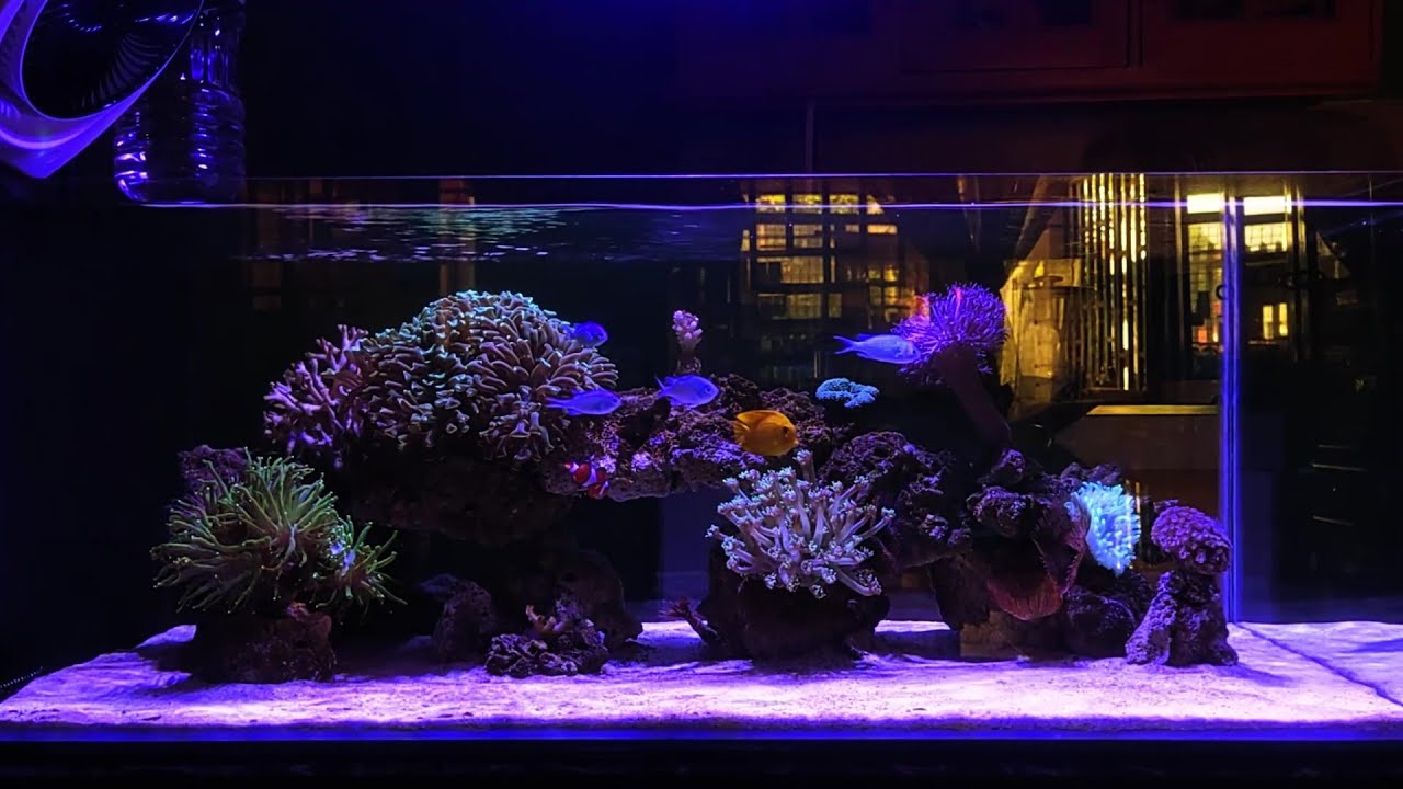 The Return of The Comeback - DIY AIO Shallow Reef Tank - Chapter 2 Episode 10