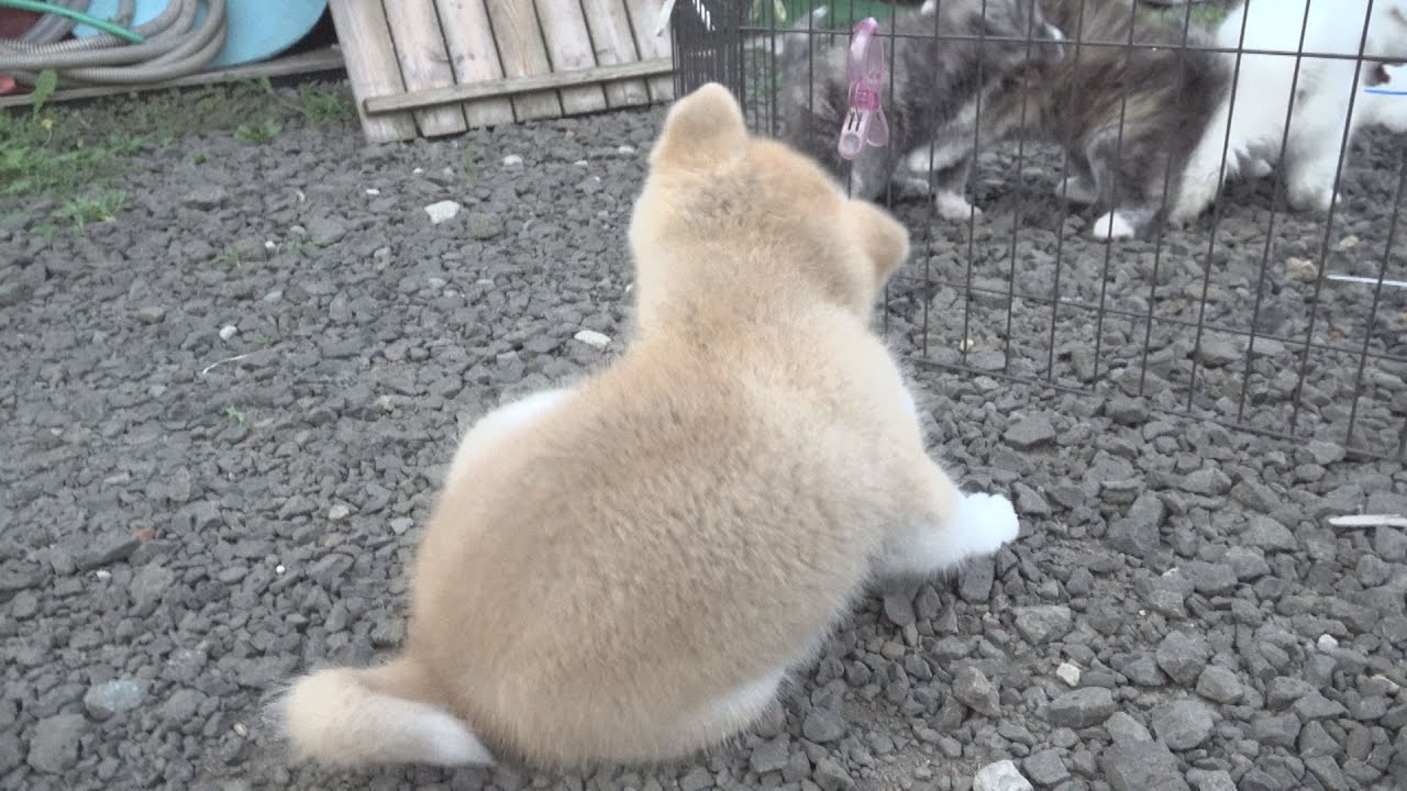 秋田犬　ひと夏のおもひで