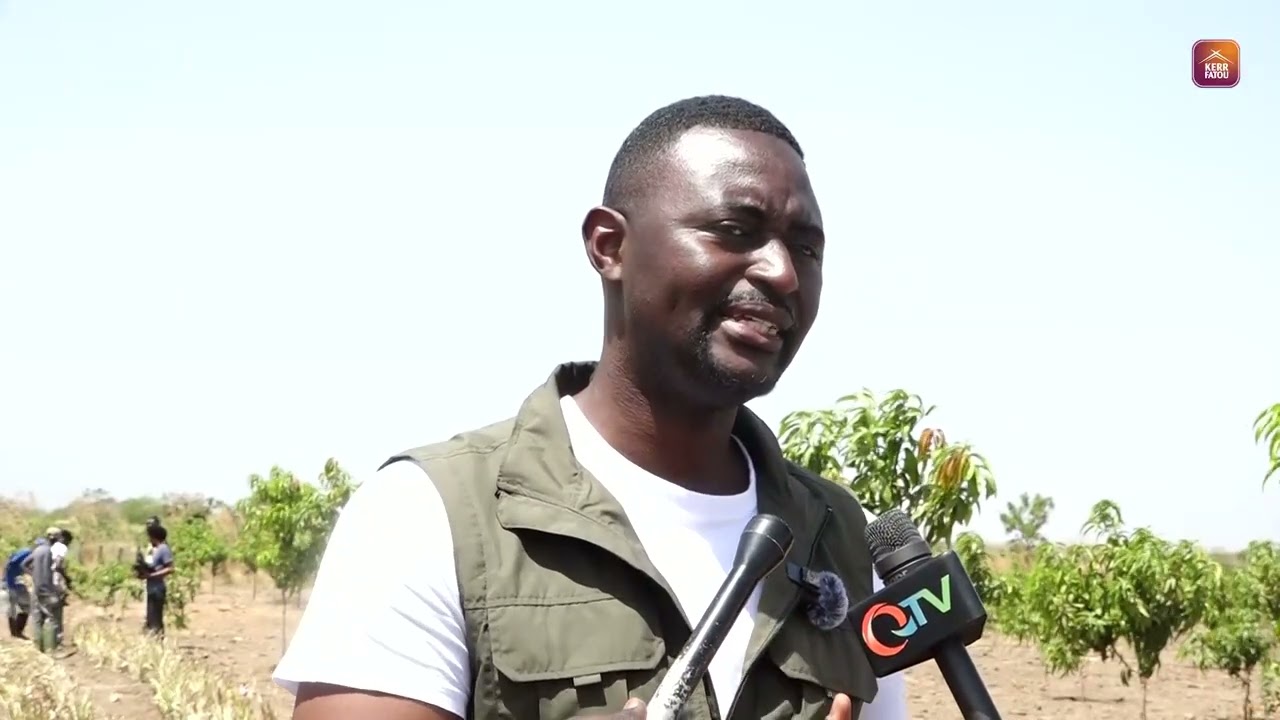 Pina Gambia Plants First Batch of Gambian Princess Pineapple at Partner Farm in Bassori