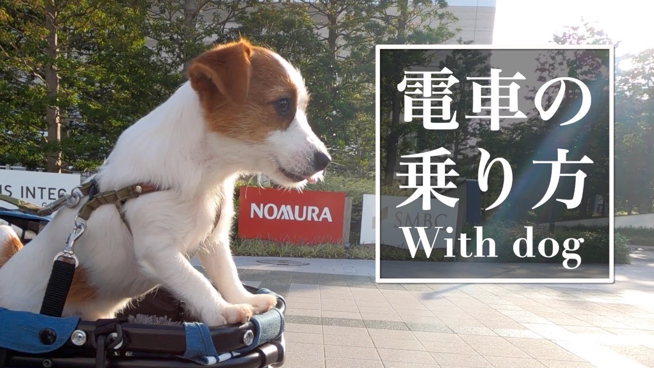 犬と一緒に電車でお出かけする方法をまとめてみました/ジャックラッセルテリア/How to get on the train with a dog in Japan