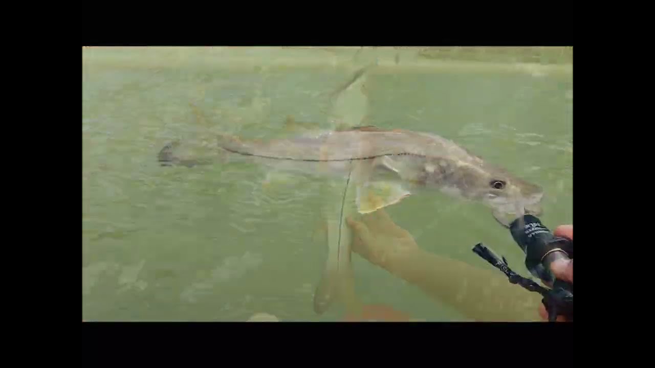 PLUGS IRRESIST&Iacute;VEIS: COMO ROBALOS PEVAS E FLECHAS TRANSFORMAM A PESCA EM UMA AVENTURA