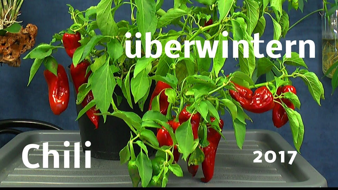 Chili Überwintern im Haus 2017 Ernte
