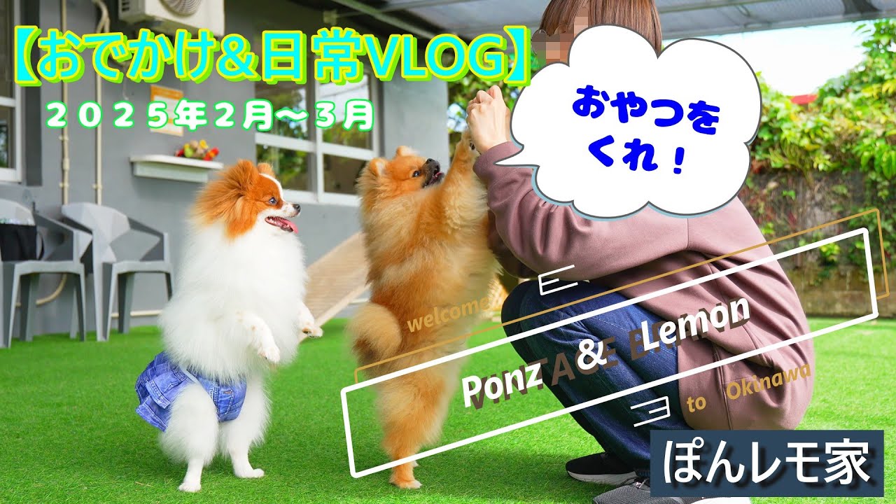 【おでかけ&日常VLOG】ぽんず&レモンが家族になって２０３日目～２５２日目（２０２５年２月～３月）【ポメラニアン/Pomeranian】