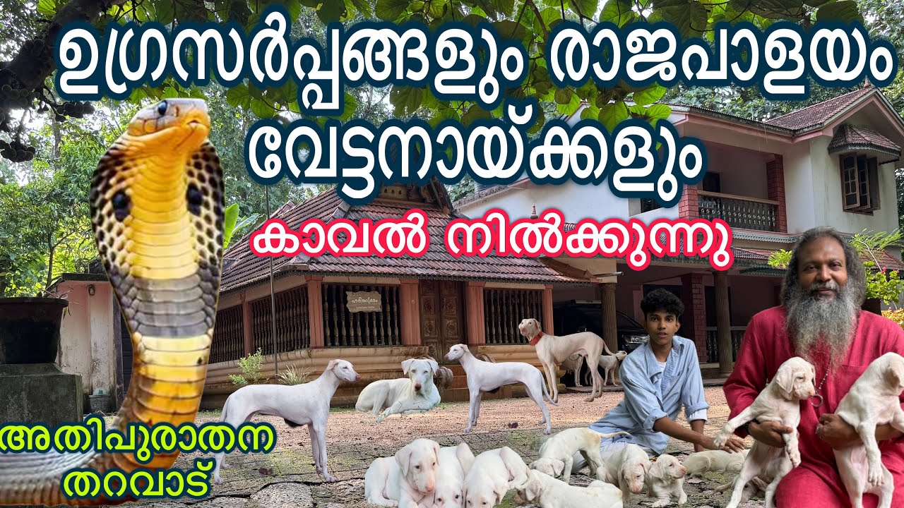 വരവേഗരാജാവിനെ കാണാൻ പോയപ്പോൾ ഞെട്ടിക്കുന്ന കാഴ്ചകൾ! Rajapalayam Dog malayalam 