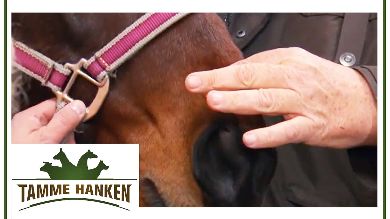 R&auml;tselhafter Fall: Pferd gibt laute Ger&auml;usche von sich! | Tamme Hanken | Kabel Eins