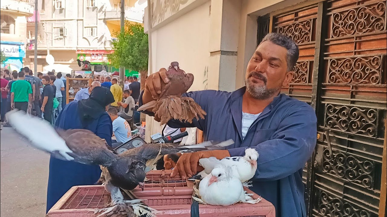 سوق المحله اسعار 🫣 الحمام القطاوي والكينج والروماني واللحم ارقام التليفونات#العناني