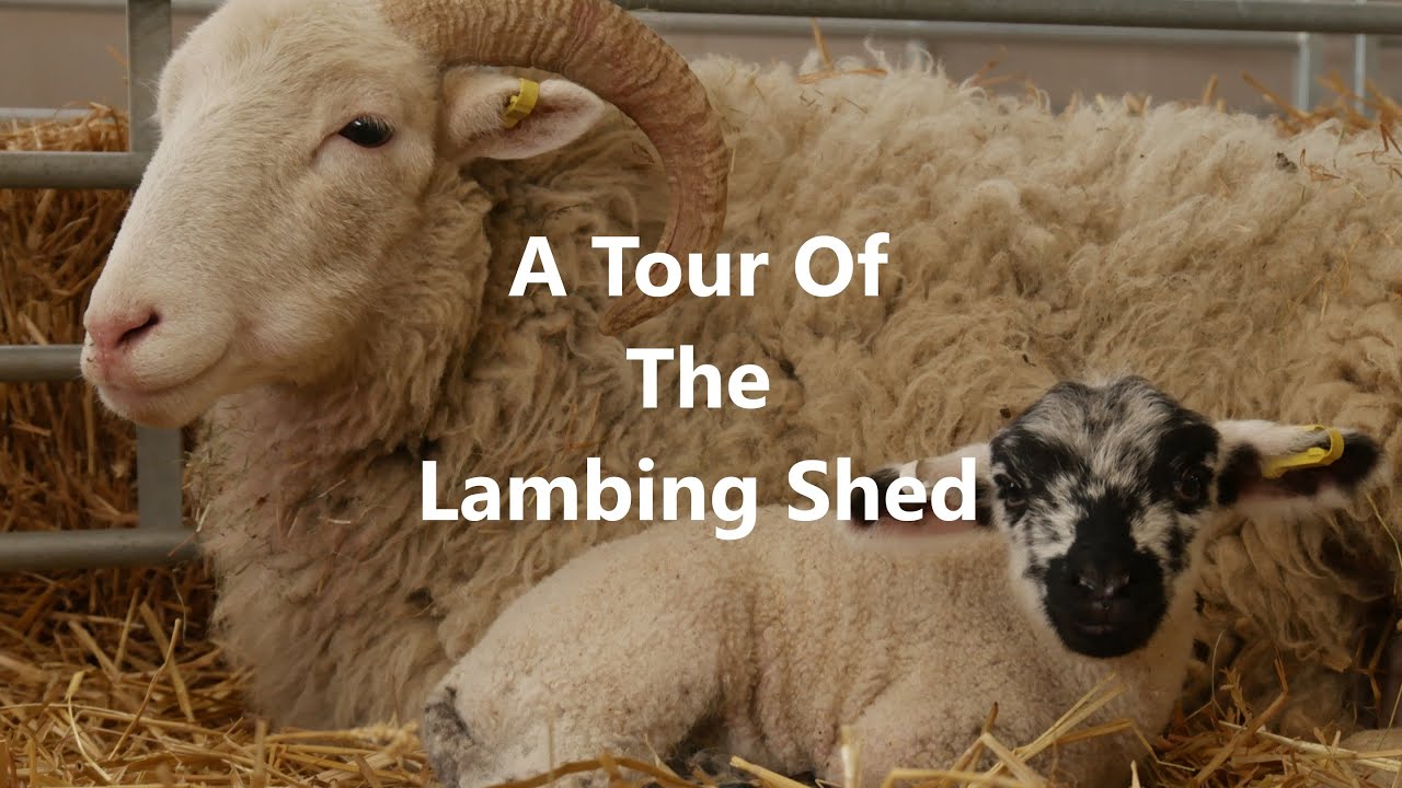 Lambing 2023  - A Tour of The Lambing Shed
