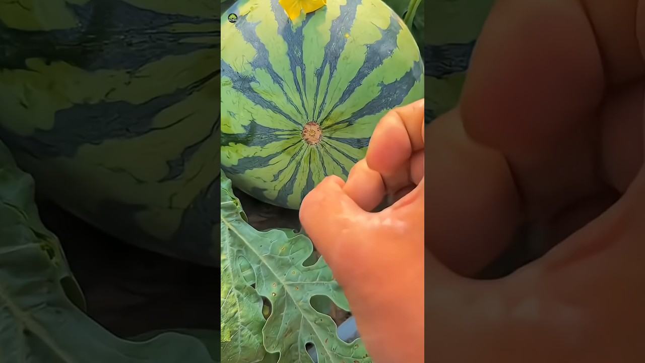 Never Make THIS Mistake While Buying Watermelon 🍉😱
