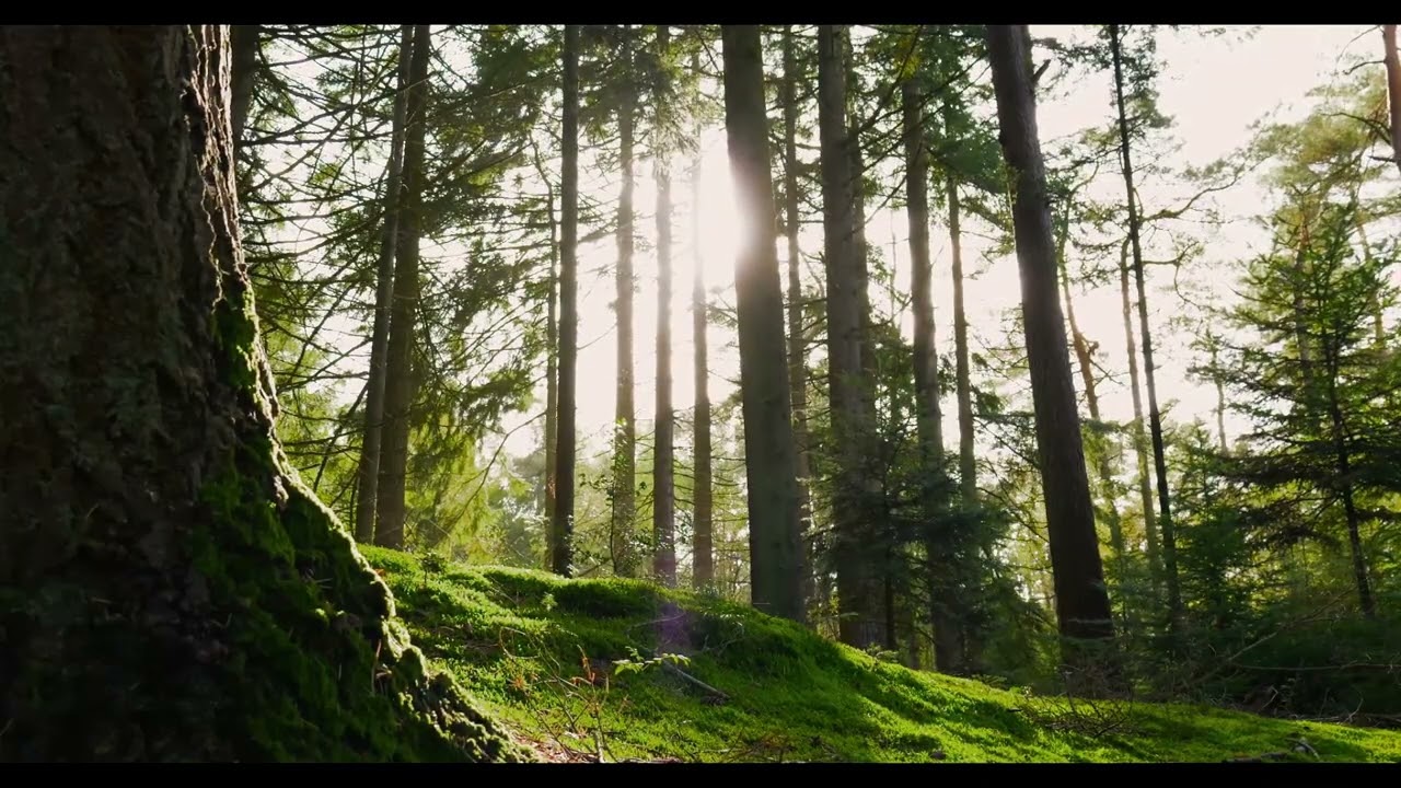 Forest Sounds with Birds Singing (30 Minutes) | Relaxing Nature for Sleep, Study & Meditation