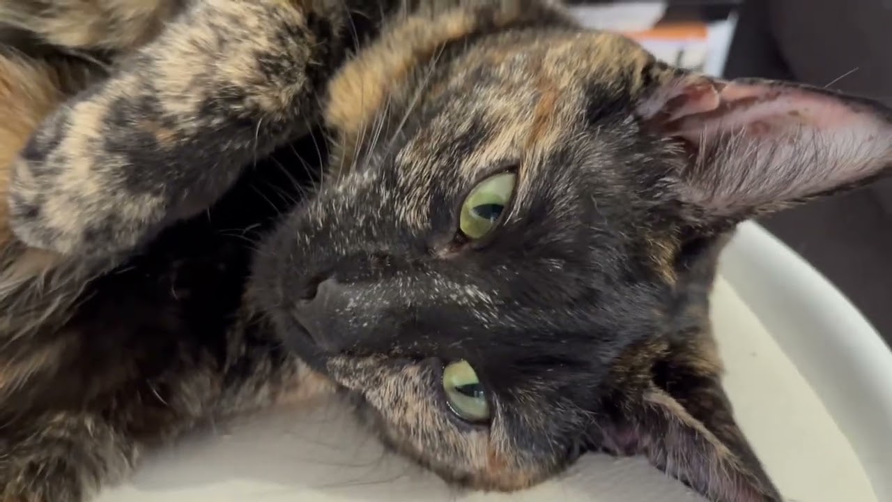 Rainbow Cat Sleep Meditation