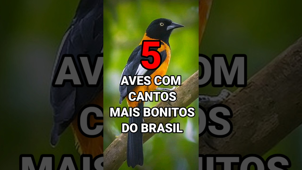 5 AVES COM CANTOS MAIS BONITOS DO BRASIL #aves #corrupi&atilde;o #pintassilgo #curi&oacute; #rouxinol #shorts