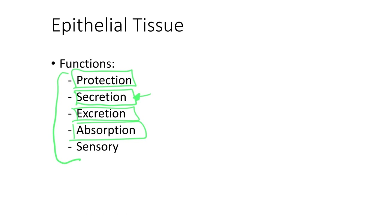 Dr.  Benaduce: Epithelial Tissue Functions (Tissues Lecture)