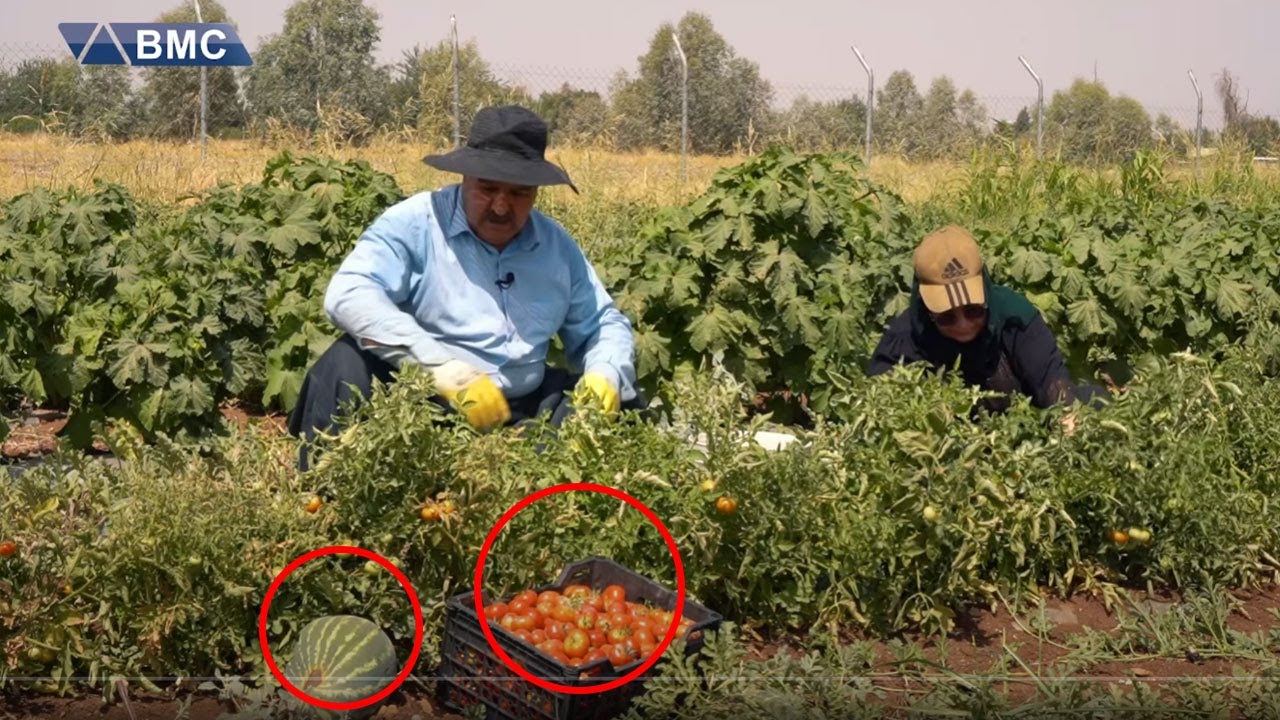 ژینی لادێ سەیرانە گەرچی تۆزێ گرانە.. جوتیارێک بەرهەمەکانی دەچنێتەوە