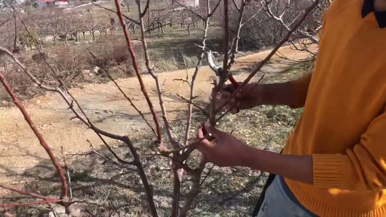 Kayısı ve erik ağacı budamanın püf noktaları