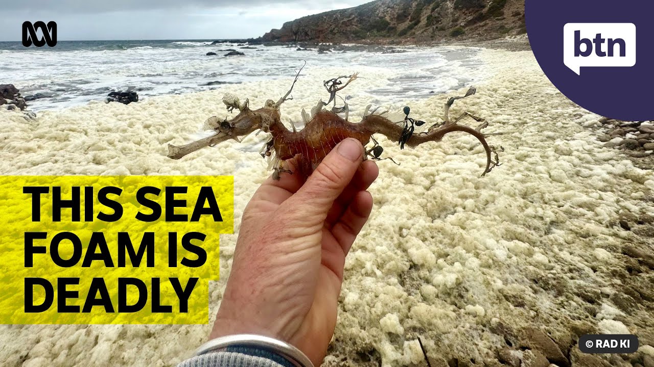 An Ocean Algal Bloom is Killing Sea Life in SA - Behind the News