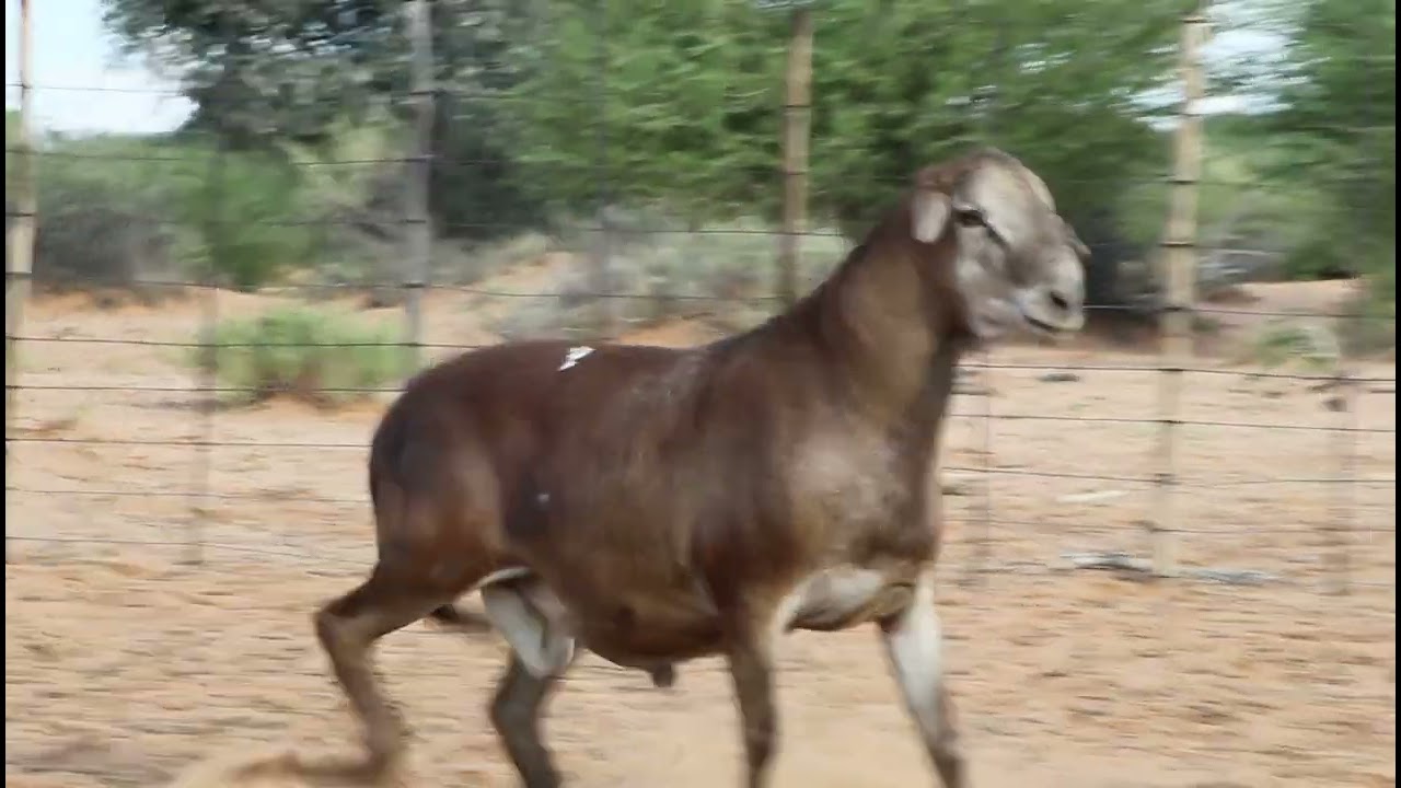 KLAARGOUD BOERDERY - Lot: 85 {10JAAR}(2 Mei 2024 Upington Skougronde)