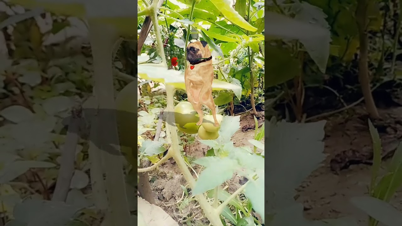 patli kamariya dog 🐶 funny # dance 🤣 viral # video 🤩 trinding 