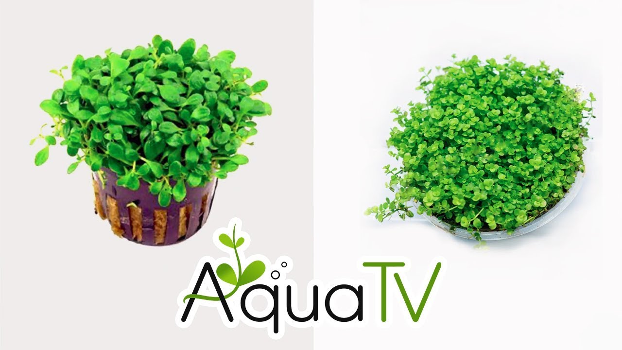 Cách Trồng Trân Châu Ngọc Trai, Trân Châu Nhật (How To Grow Monte Carlo)