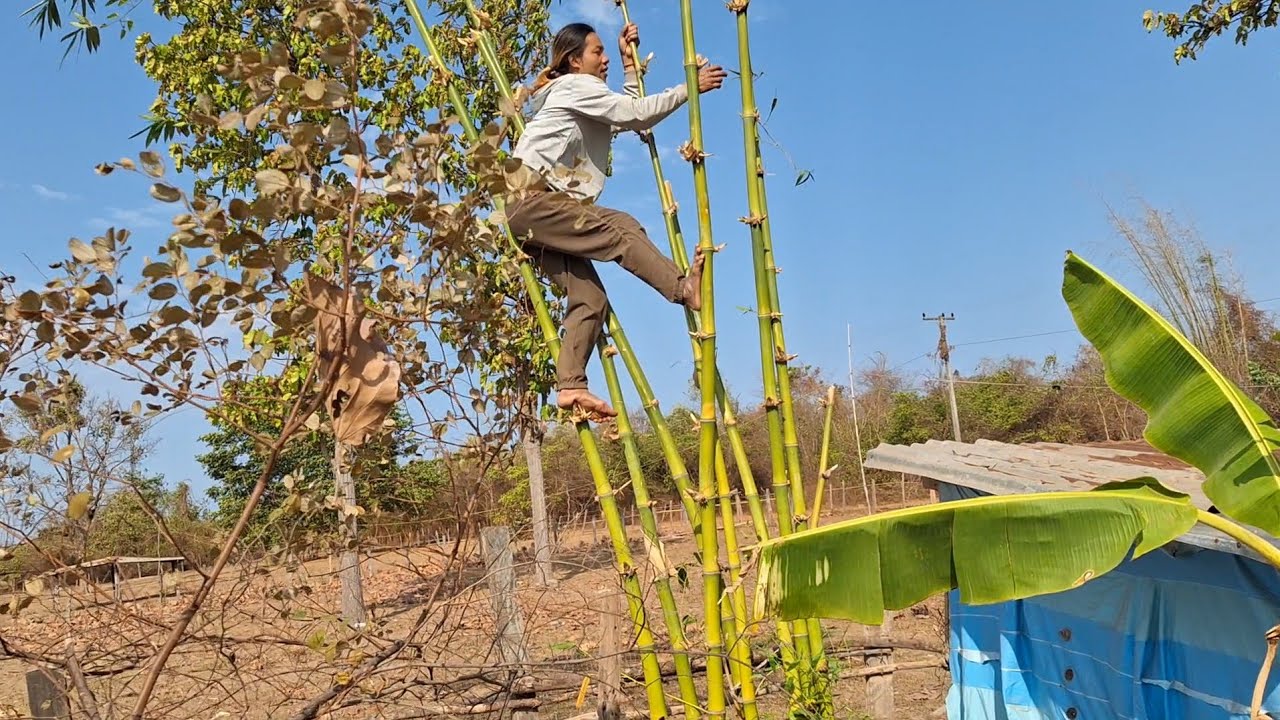 สาวจ่อยขื้นหน่อไม้ไว้แกงเที่ยง12 มีนาคม ค.ศ. 2026