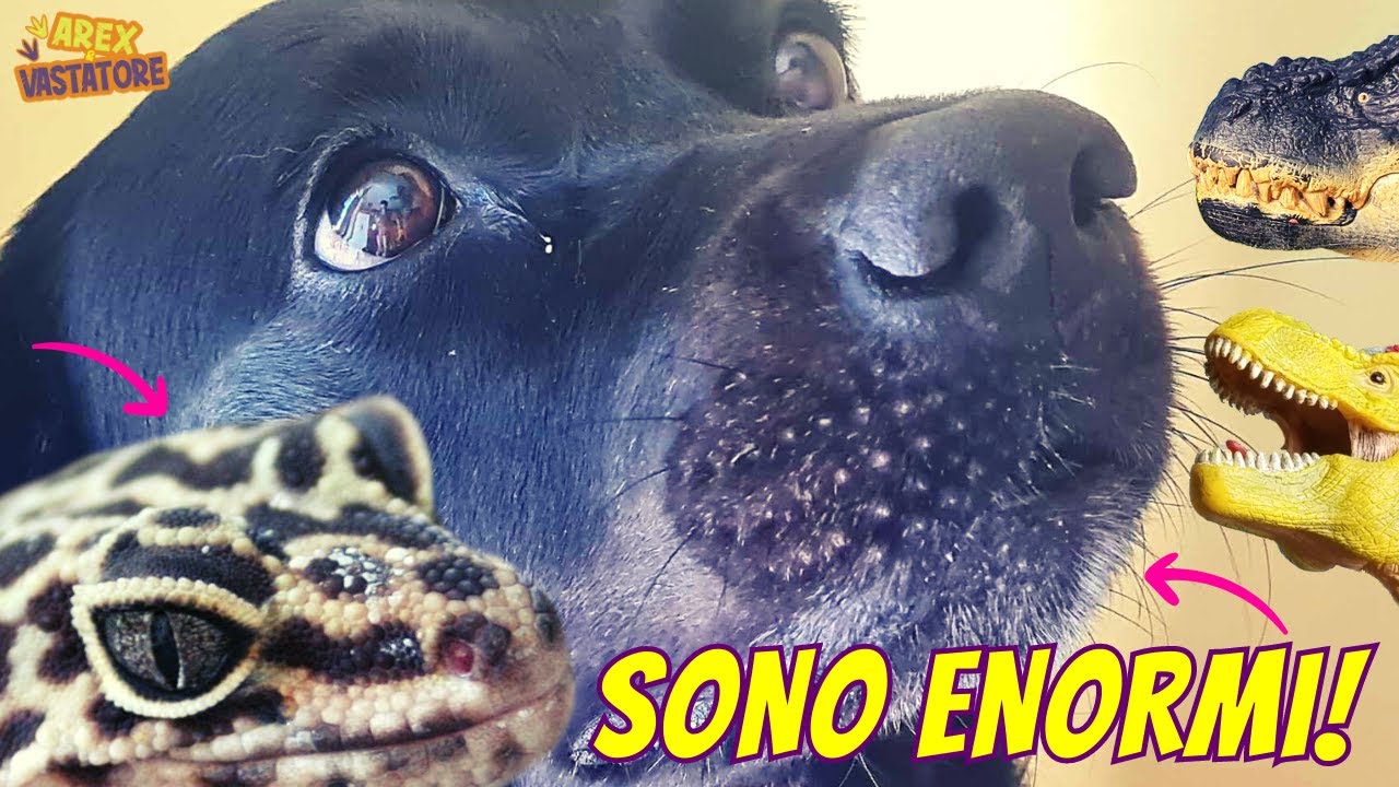 ANIMALI GIGANTI 🦎🐶🦖