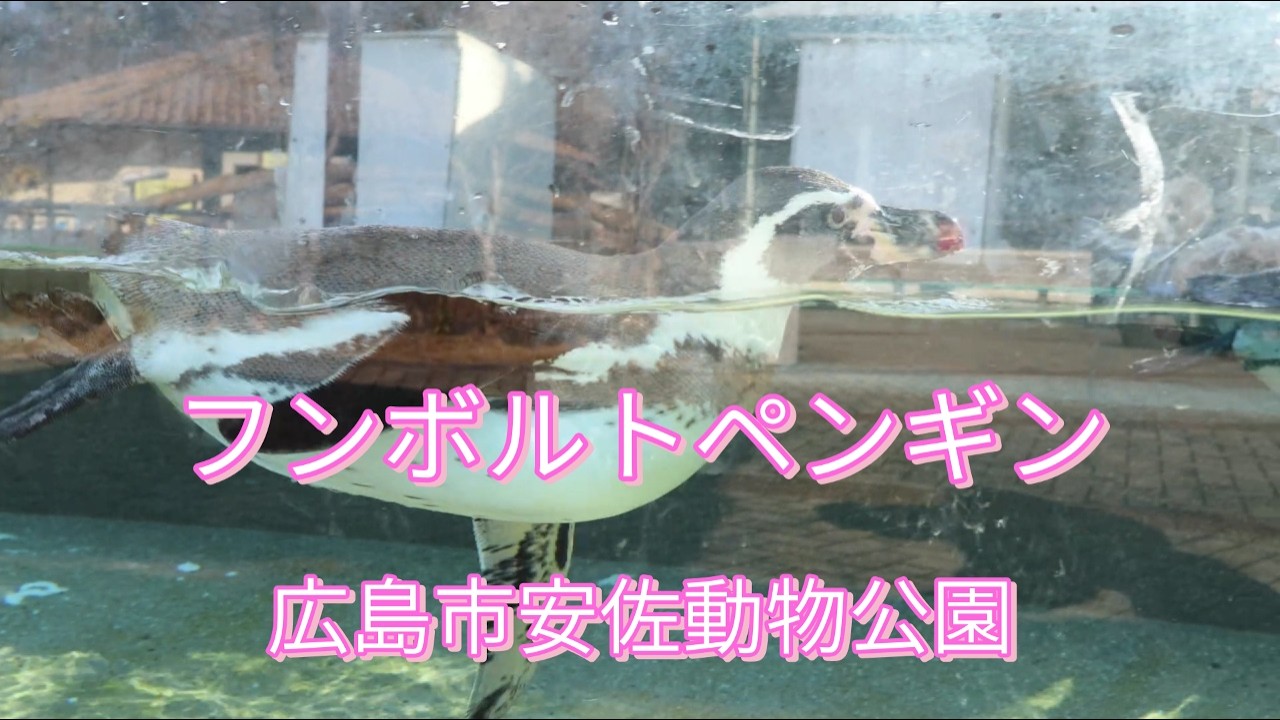 フンボルトペンギン/広島市安佐動物公園/Humboldt Penguins/Asa Zoological Park, Hiroshima
