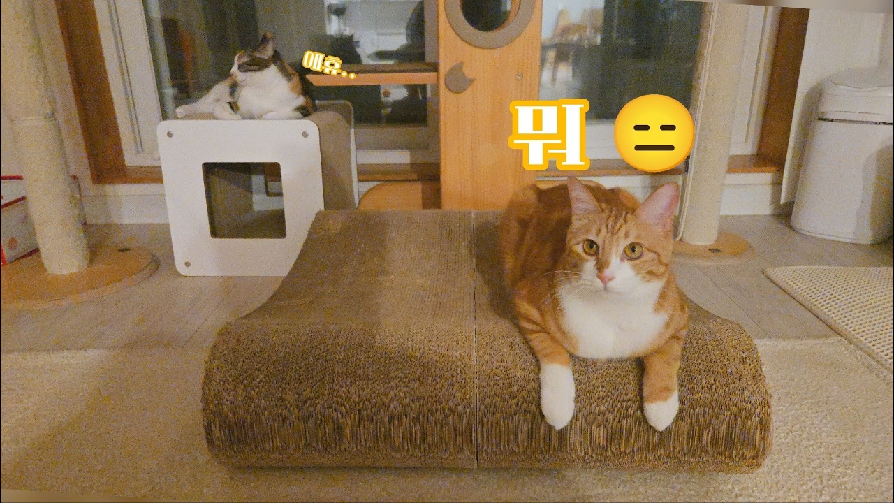 고양이 여러마리 키우기전에 봐야하는 영상 .. 매일매일 시트콤인 우리집 ㅋㅋㅋ 그 중심엔 포포가 있습니다 ~