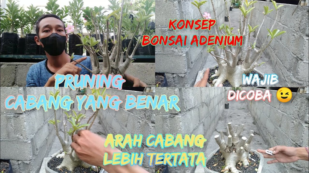 Proses pruning cabang adenium karakter jenis thaisoco, bahan bonsai adenium