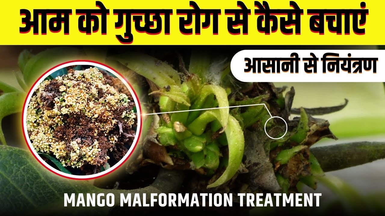 आम में गुच्छा रोग (Malformation) का 100% समाधान! | Mango Malformation Control | बंपर उत्पादन उपाय