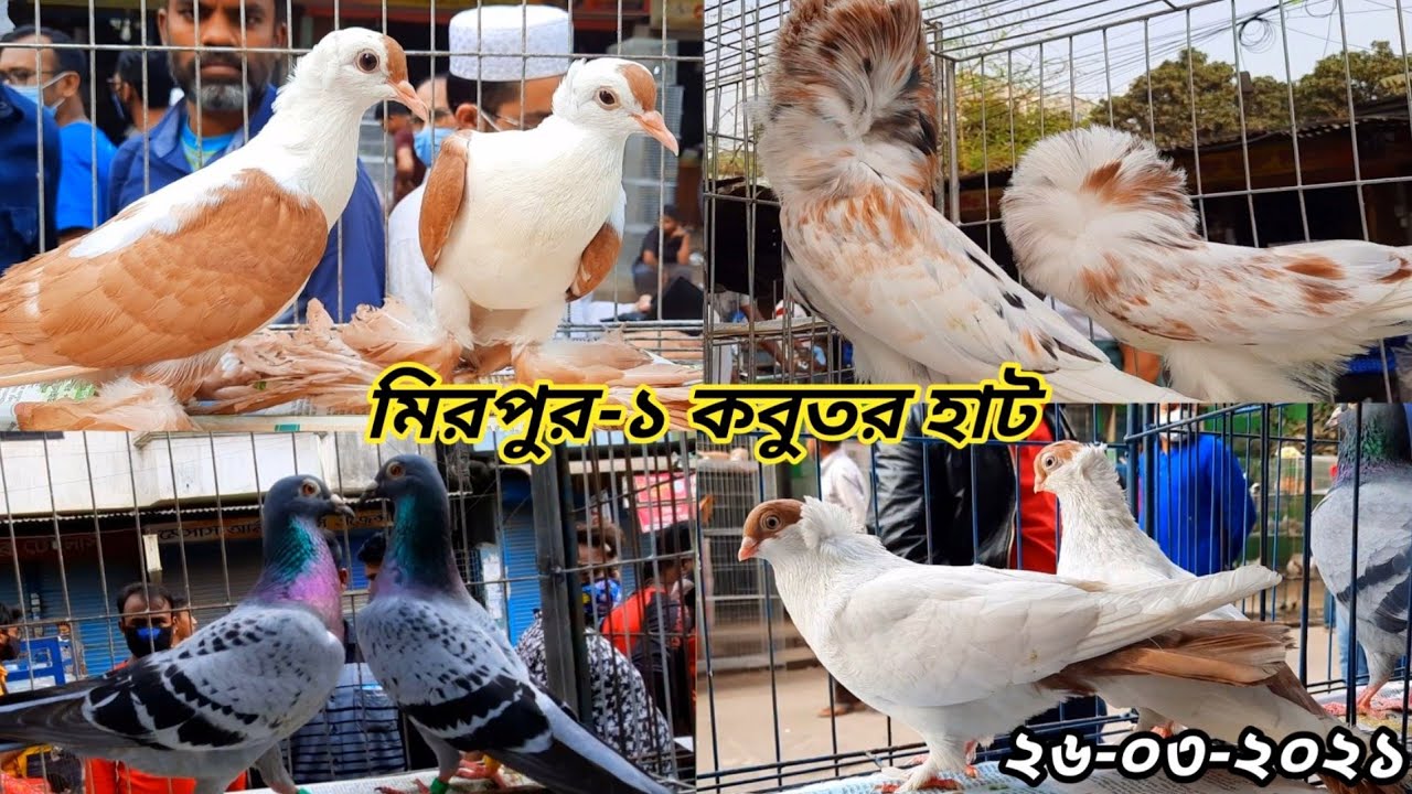 Mirpur 1 Kobutor Hat | Largest Fancy Pigeon Market In BD | Kabootar Ki Video | Pigeons