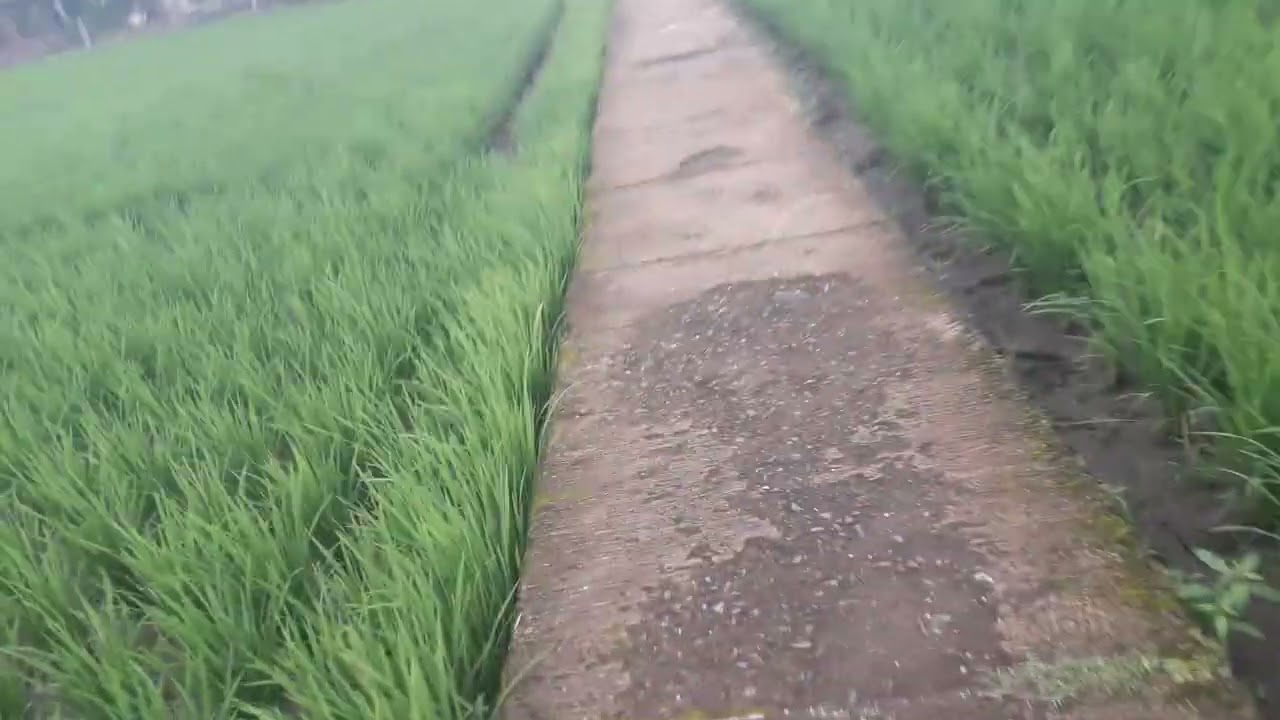 Jalan jalan keladang sawah begitu indah 